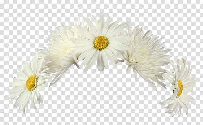WEBPUNK , white daisy flowers transparent background PNG clipart