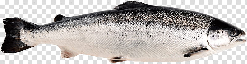 Cartoon Rainbow, Norwegian Cuisine, Sushi, Norway, Smoked Salmon, Seafood, Salmon As Food, Atlantic Salmon transparent background PNG clipart