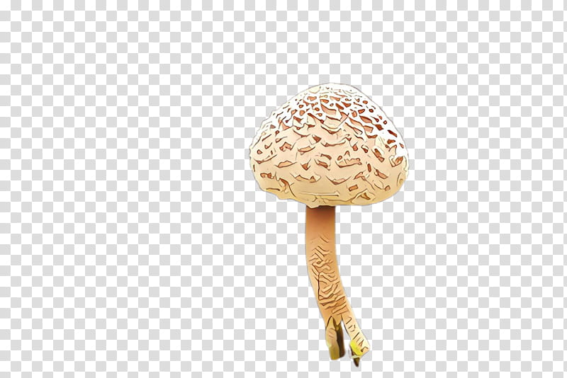 agaricaceae agaricus mushroom champignon mushroom shiitake, Agaricomycetes, Fungus transparent background PNG clipart