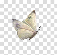 Butterfly , gray and brown moth transparent background PNG clipart