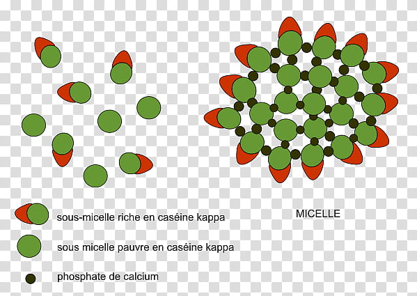 Green Leaf, Milk, Casein, Micelle, Coagulation Du Lait, Colloid, Yoghurt, Structure transparent background PNG clipart