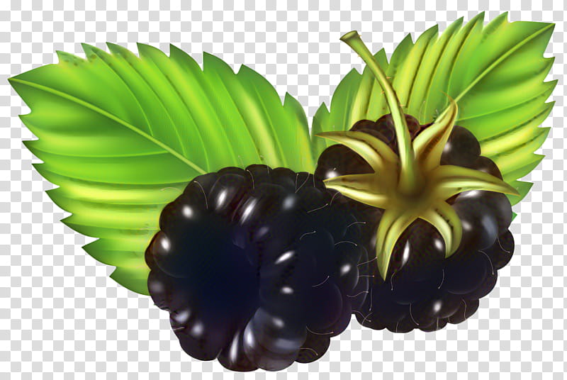 Palm Tree, Berries, Blackberry, Blueberry, Fruit, Raspberry, Grape, Chokeberry transparent background PNG clipart