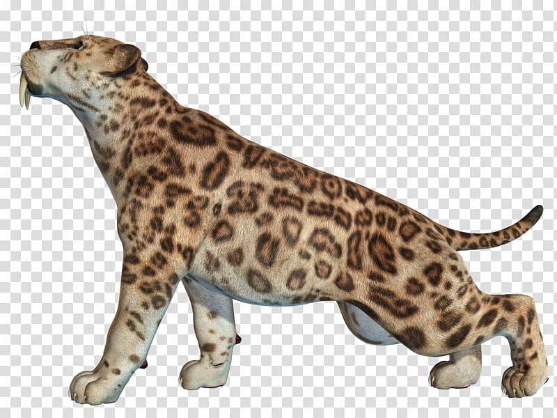 Sabertooth , Leopard standing transparent background PNG clipart