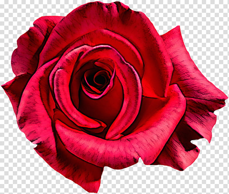 Garden roses, Flower, Red, Petal, Pink, Hybrid Tea Rose, Rose Family, Plant transparent background PNG clipart