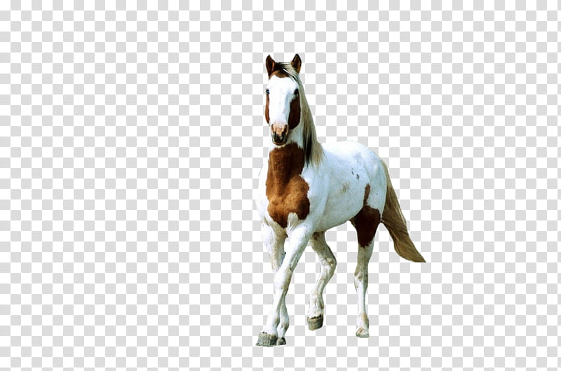 Feral Horse, white and brown horse transparent background PNG clipart