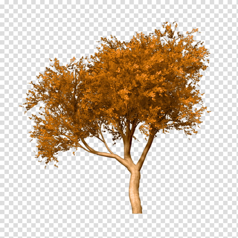Oak Tree Leaf, Fall Tree, Autumn, Birch, Treelet, Woody Plant, Orange, Yellow transparent background PNG clipart