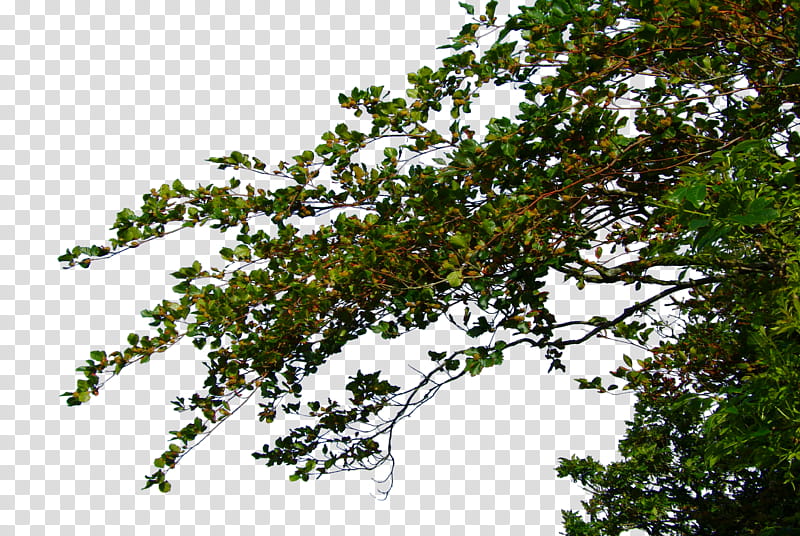 Hanging Leafy Branches, green tree transparent background PNG clipart