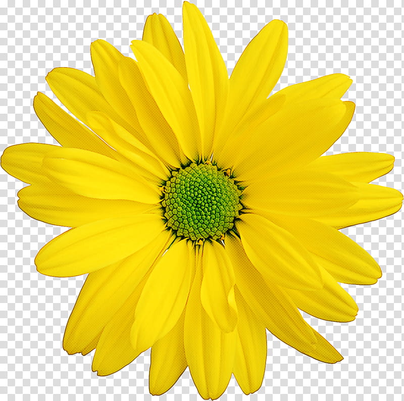 Sunflower, Yellow, Petal, Gerbera, Barberton Daisy, Plant, Daisy Family, African Daisy transparent background PNG clipart