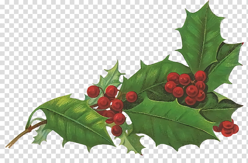 christmas holly Ilex holly, Christmas , Plant, American Holly, Leaf, Flower, Chinese Hawthorn, Tree transparent background PNG clipart