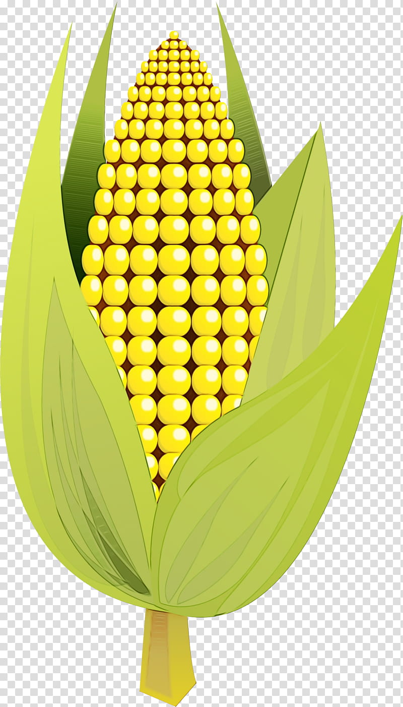 Watercolor Flower, Paint, Wet Ink, Corn On The Cob, Maize, Sweet Corn, Corncob, Maize Ear transparent background PNG clipart
