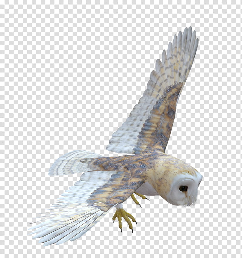 E S Owl, brown eagle transparent background PNG clipart