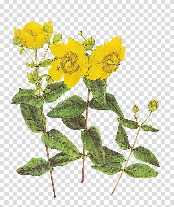 mochizuki plants , yellow petaled flowers transparent background PNG clipart