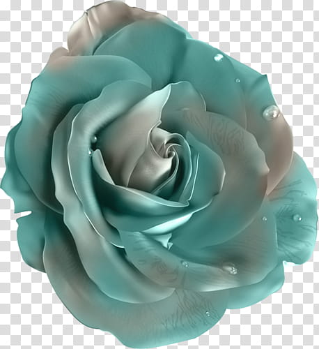 blue and white rose flower transparent background PNG clipart