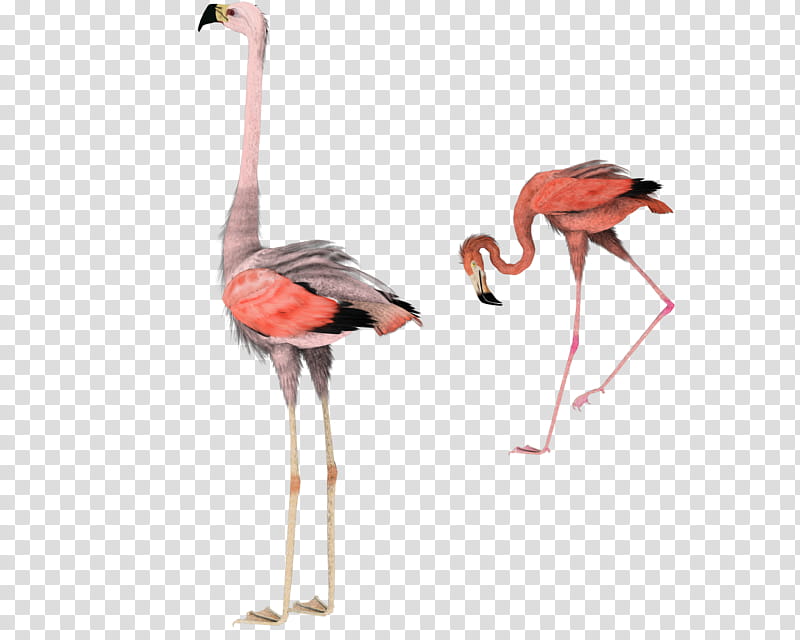 fun flamingo art pics, pink flamingo transparent background PNG clipart