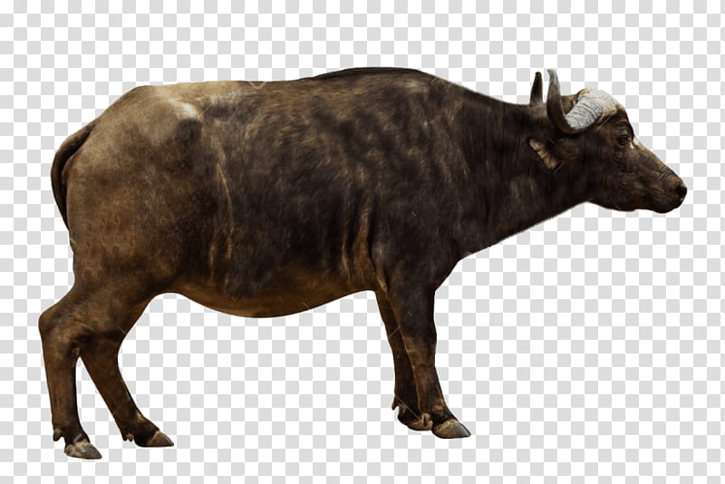 African Buffalo Animal Figure, American Bison, Snout, Bovine, Wildlife, Tapir transparent background PNG clipart