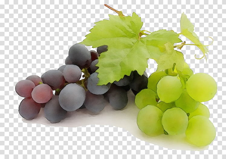 grape grape leaves seedless fruit grapevine family vitis, Watercolor, Paint, Wet Ink, Food, Plant, Sultana, Grape Seed Extract transparent background PNG clipart