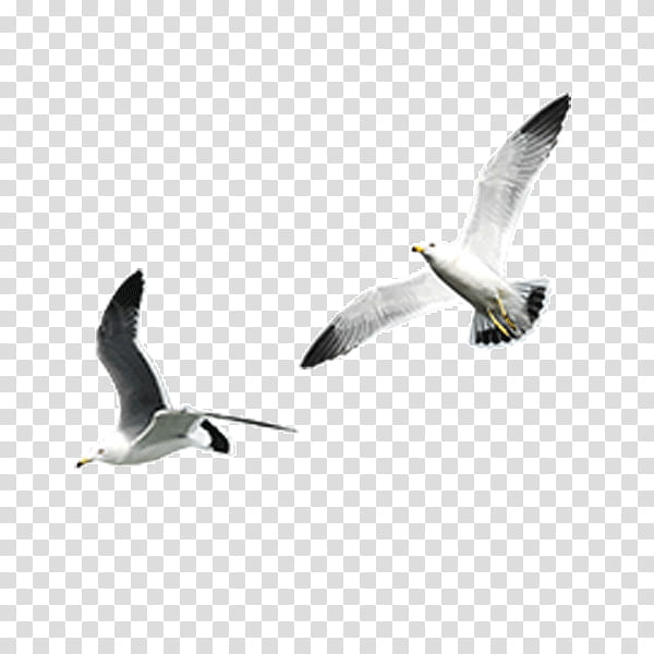 Bird Wing, Gulls, Animal, Drawing, Sky, Seabird, Beak, European Herring Gull transparent background PNG clipart