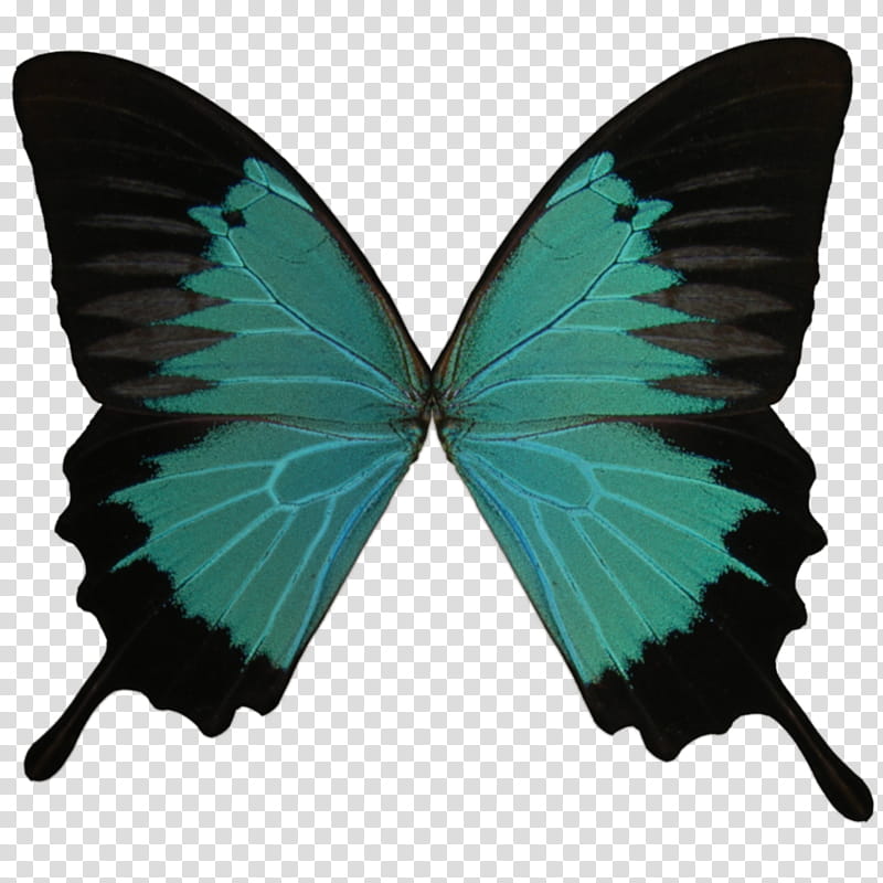 wings , emerald swallowtail butterfly illustration transparent background PNG clipart