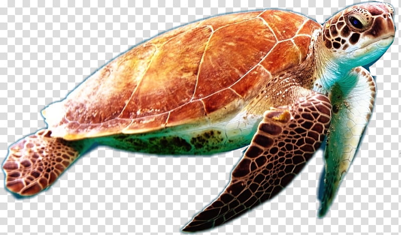 World Animal Day, Turtle, Loggerhead Sea Turtle, Green Sea Turtle, Sea Turtle Conservancy, Modern Sea Turtles, Reptile, Ko Tao transparent background PNG clipart