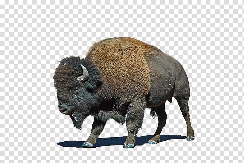 Buffalo, brown bison illustration transparent background PNG clipart