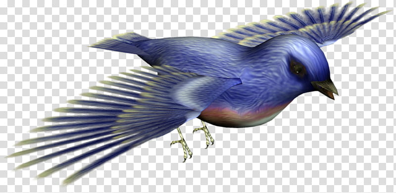 Bird Wing, 3D Computer Graphics, Animal, Drawing, Blue Jay, Beak, Cobalt Blue, Bluebird transparent background PNG clipart