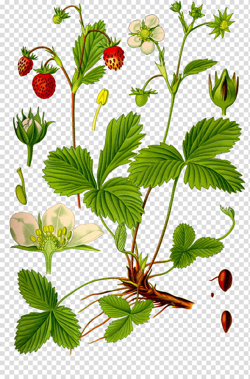 Family Tree, Wild Strawberry, Virginia Strawberry, Tea, Rose Family, Fruit, Plants, Food transparent background PNG clipart