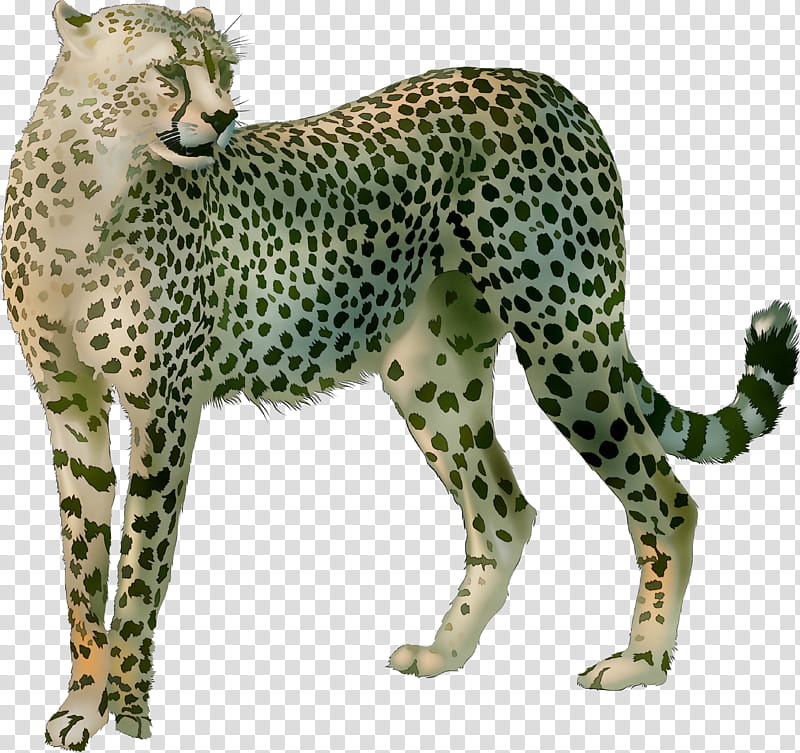 Cat, Cheetah, Leopard, Animal, Animal Figure, Wildlife, Small To Mediumsized Cats, African Leopard transparent background PNG clipart