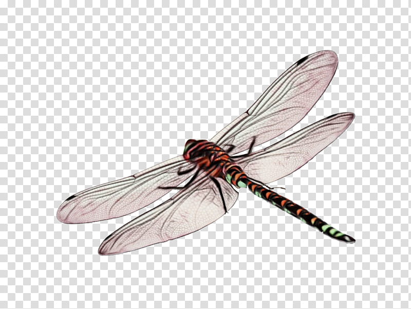 Dragonfly Insect, Drawing, Dragonflies And Damseflies, Netwinged Insects, Damselfly, Membranewinged Insect, Pest transparent background PNG clipart