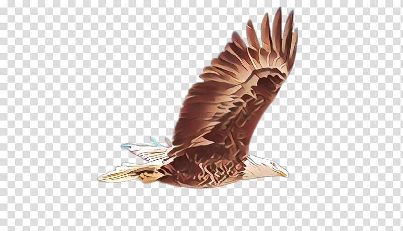 bird eagle bird of prey kite hawk, Cartoon, Accipitridae, Golden Eagle, Northern Harrier, Bald Eagle transparent background PNG clipart