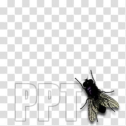 Fly dock icons, POWERPOINT, black and gray insect with text overlay transparent background PNG clipart