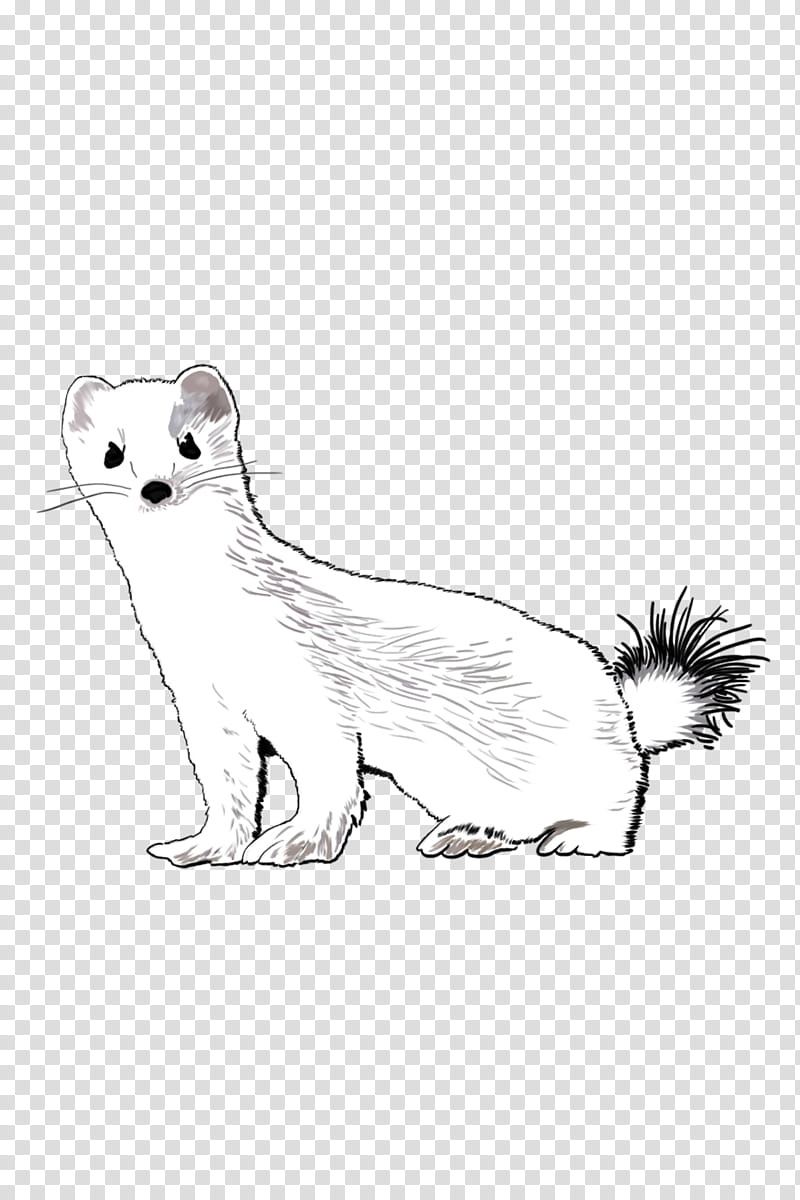 Dog And Cat, Stoat, Ferret, Whiskers, European Pine Marten, Fur, Drawing, Raccoon transparent background PNG clipart