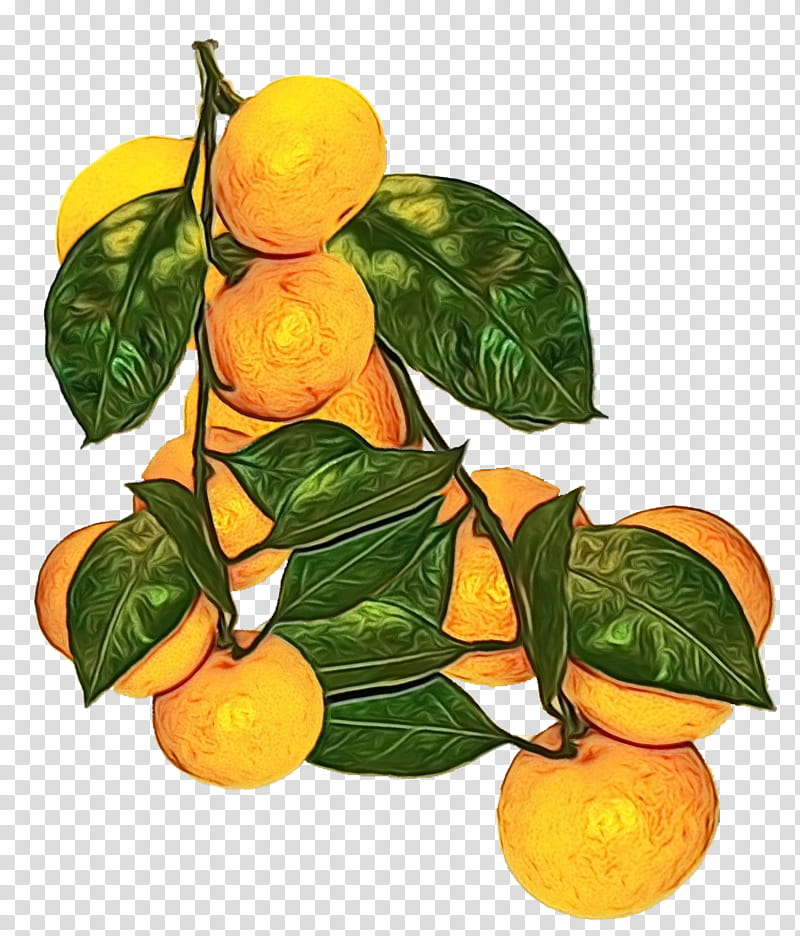 Lemon Tree, Clementine, Mandarin Orange, Rangpur, Tangelo, Tangerine, Bitter Orange, Valencia Orange transparent background PNG clipart