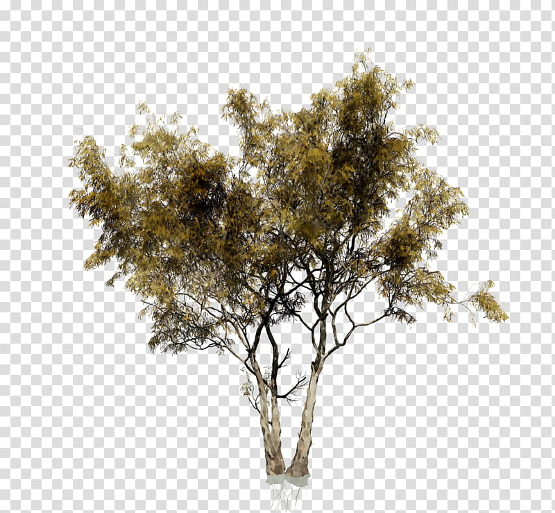 Family Tree, Shrub, Black Locust, Elm, Plants, Crown, Oak, Woody Plant transparent background PNG clipart