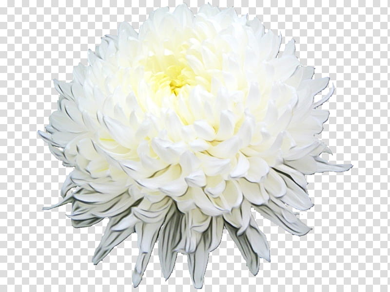 Flowers, Chrysanthemum, Floral Design, Cut Flowers, White, Plant, Petal, China Aster transparent background PNG clipart