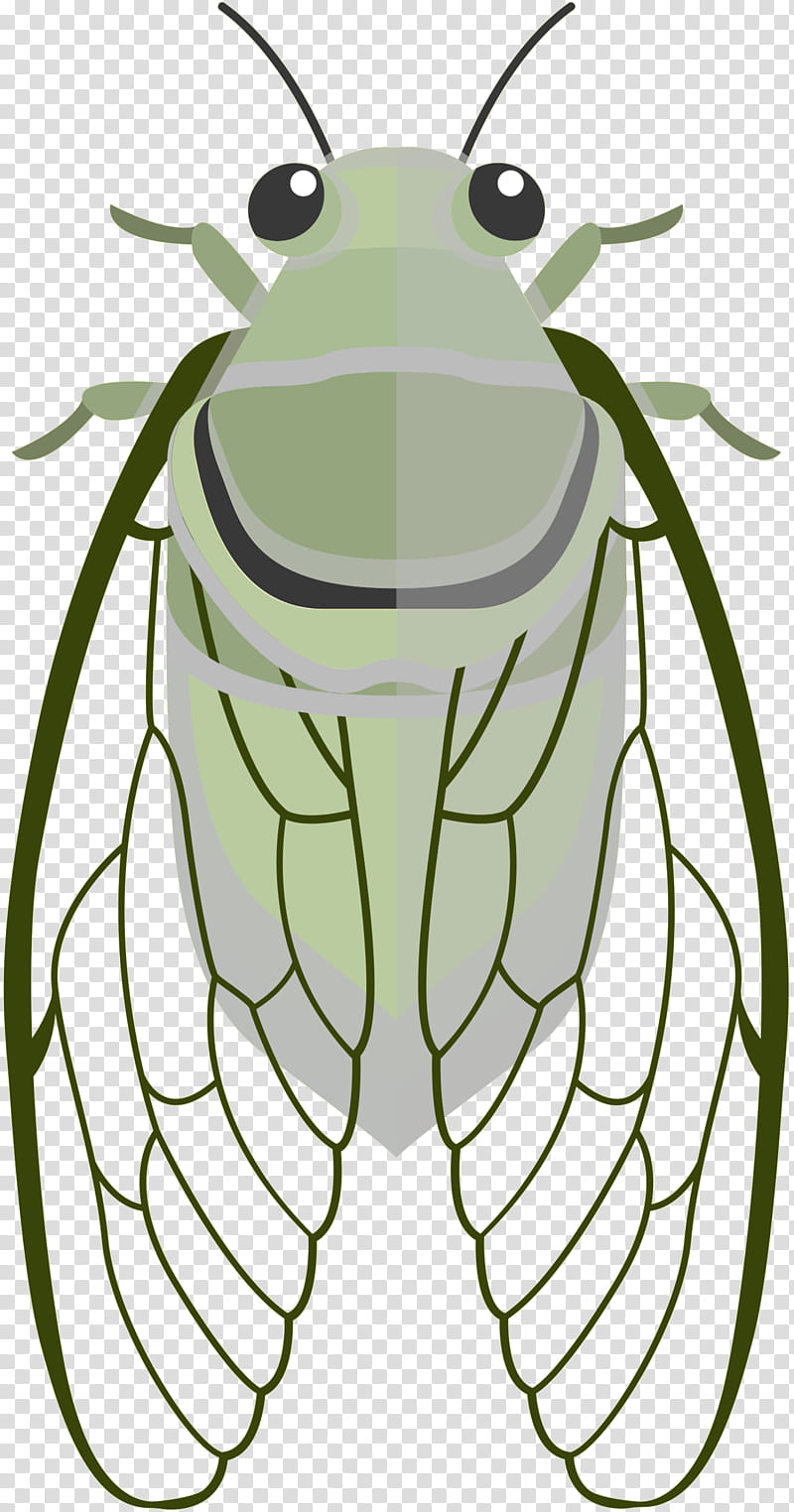 Ant, Insect, Bee, Hornet, Cicadoidea, Cartoon, Drawing, Cicada transparent background PNG clipart