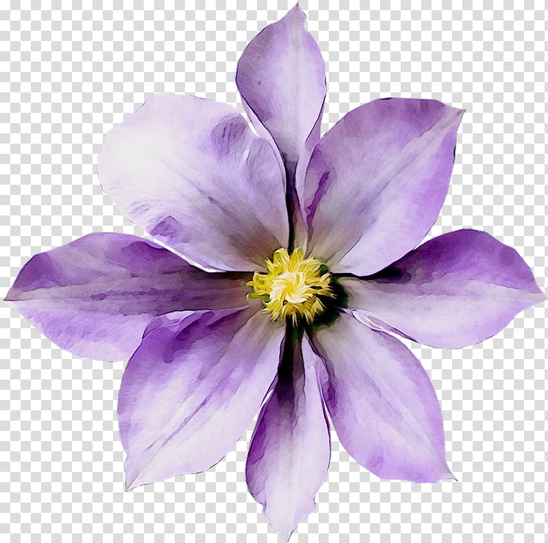 flower flowering plant petal purple violet, Watercolor, Paint, Wet Ink, Lilac, Wildflower, Clematis, Columbine transparent background PNG clipart
