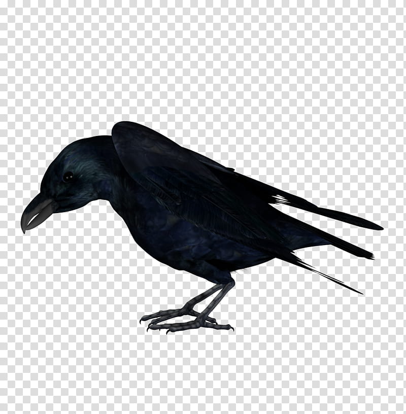 Raven, black crow transparent background PNG clipart
