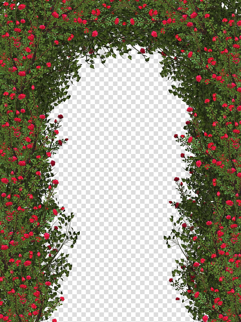 rose bush, red flowers with green leaves frame illustration transparent background PNG clipart