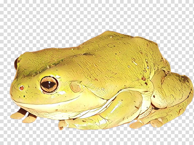 Frog, American Bullfrog, Tree Frog, Toad, Animal, True Frog, American Water Frogs, Hyla transparent background PNG clipart