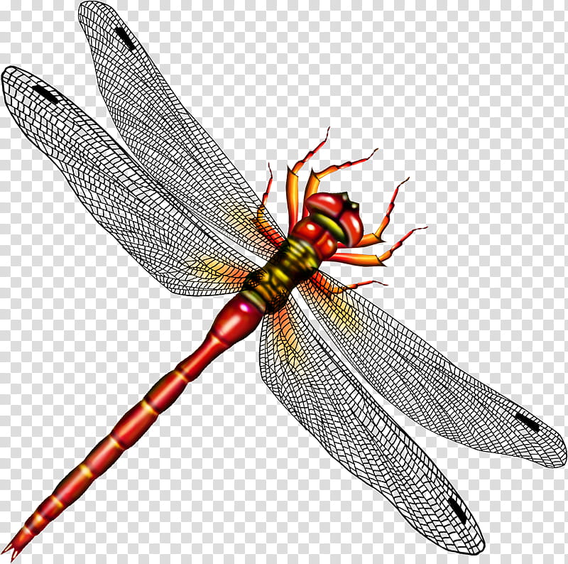 Insect Insect, Dragonfly, Drawing, Dragonflies And Damseflies, Pest, Feather transparent background PNG clipart