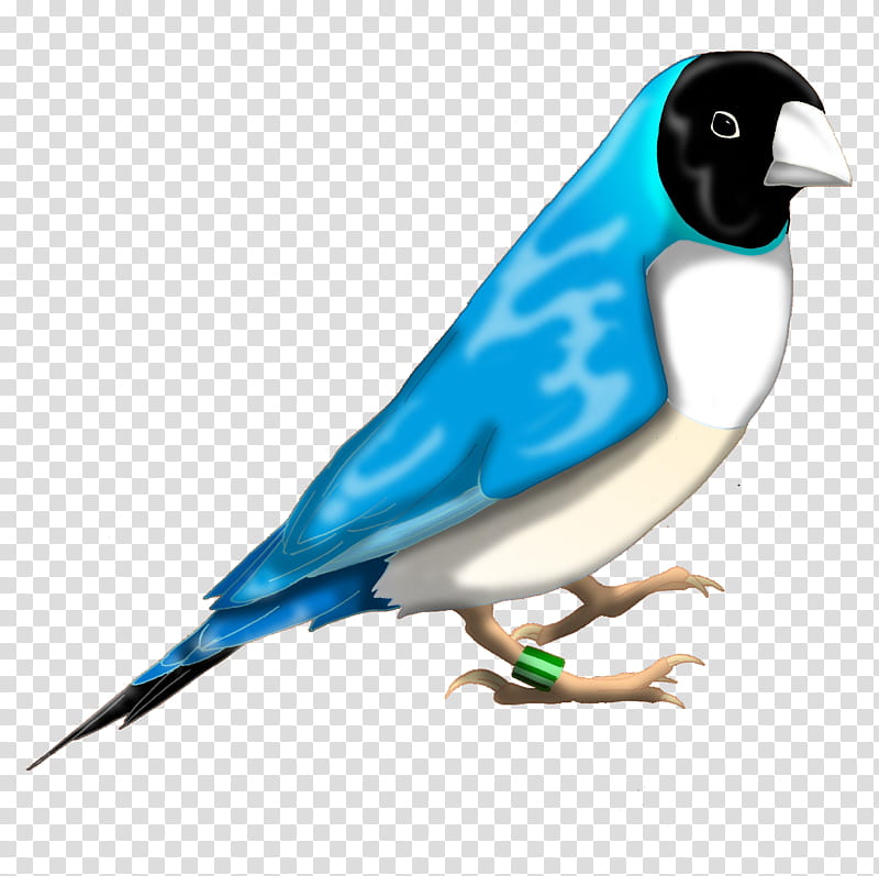 blue gouldian finch, blue and white bird standing art transparent background PNG clipart