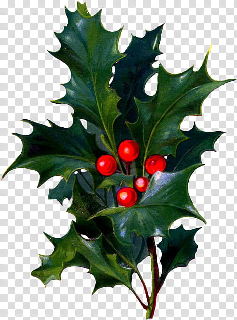 Holly, Plant, American Holly, Leaf, Tree, Flower, Chinese Hawthorn, Woody Plant transparent background PNG clipart