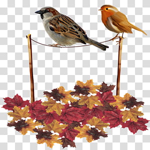 Robin Bird, Autumn, Deer, Animal,  Blog, Cat, Roe Deer, Fox transparent background PNG clipart thumbnail