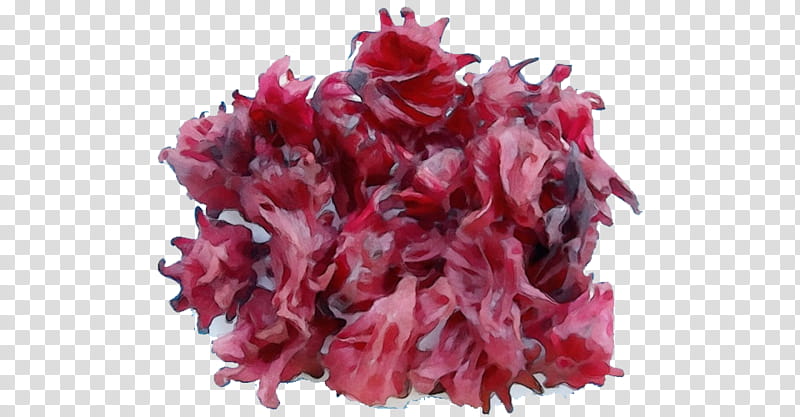 Pink Flower, Pink M, Red, Plant, Magenta, Cut Flowers, Petal, Red Leaf Lettuce transparent background PNG clipart