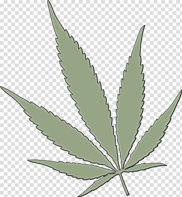 Cannabis Leaf, Watercolor, Paint, Wet Ink, Hemp, Plant Stem, Cannabis Sativa, Plants transparent background PNG clipart