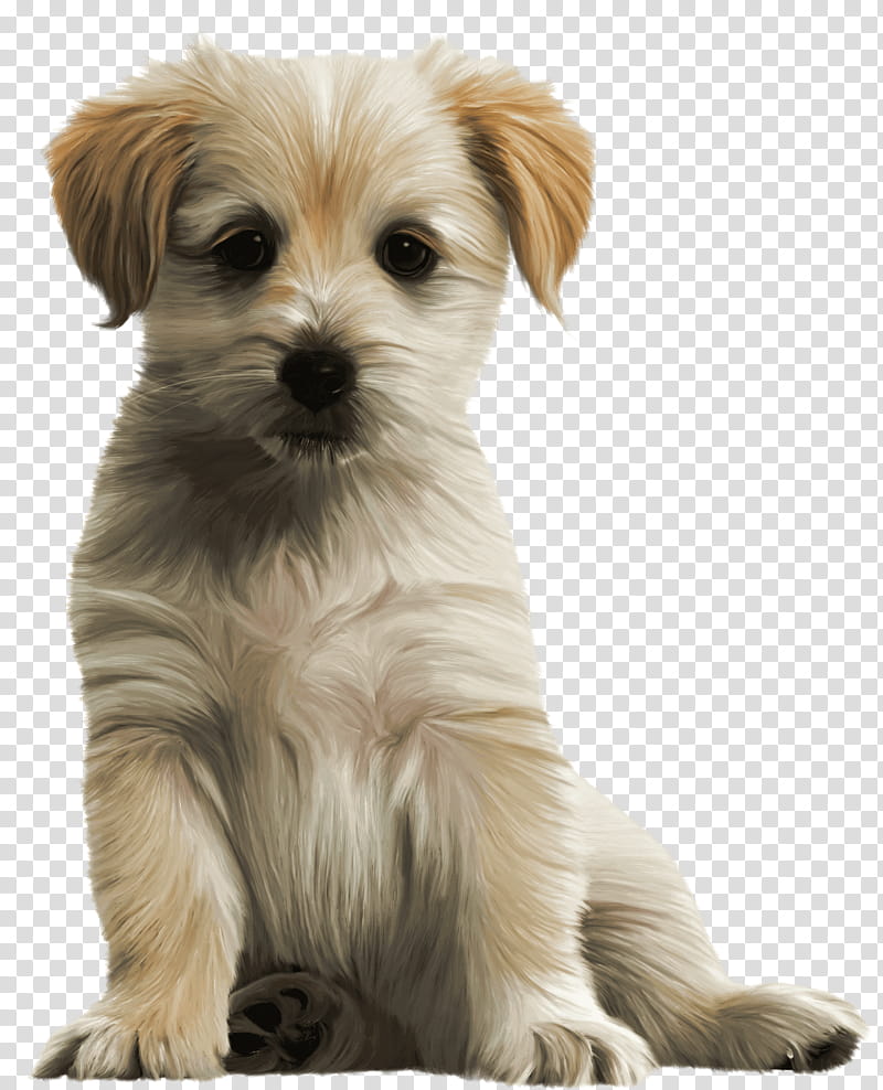 Golden Retriever, Maltese Dog, Labrador Retriever, Puppy, Morkie, Yorkshire Terrier, Havanese Dog, Shih Tzu transparent background PNG clipart