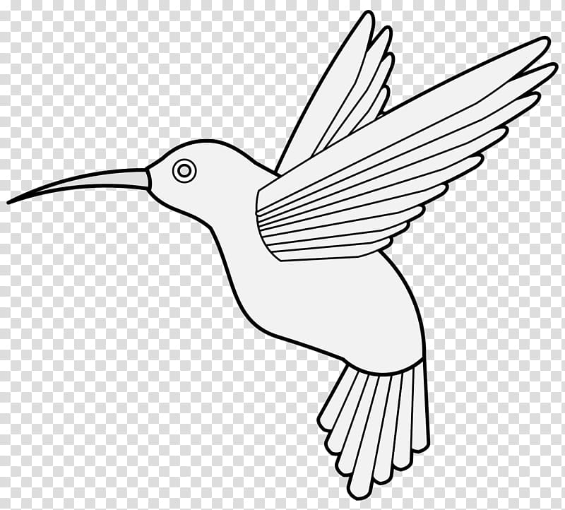 Bird Line Drawing, Hummingbird, Beak, Feather, Line Art, Heraldry, Neck, Tail transparent background PNG clipart