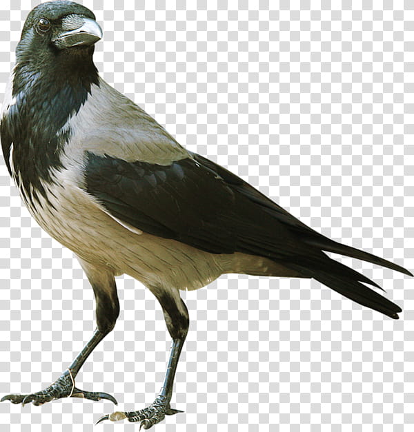 Swallow Bird, Common Raven, Passerine, Rook, American Sparrows, Common Ostrich, Beak, Eurasian Bullfinch transparent background PNG clipart
