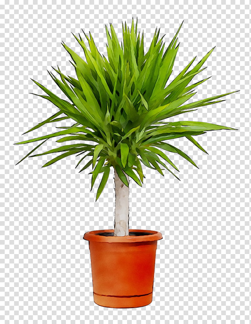 Cartoon Palm Tree, Palm Trees, Chamaerops Humilis, Houseplant, Areca Palm, Rhapis, Plants, Howea Forsteriana transparent background PNG clipart