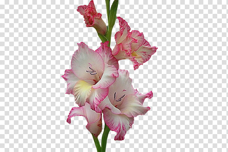 Pink Flower, Gladiolus, Cut Flowers, Pink M, Plant, Iris Family, Petal, Magenta transparent background PNG clipart